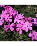 Phlox subulata Drummond Pink у цвітінні